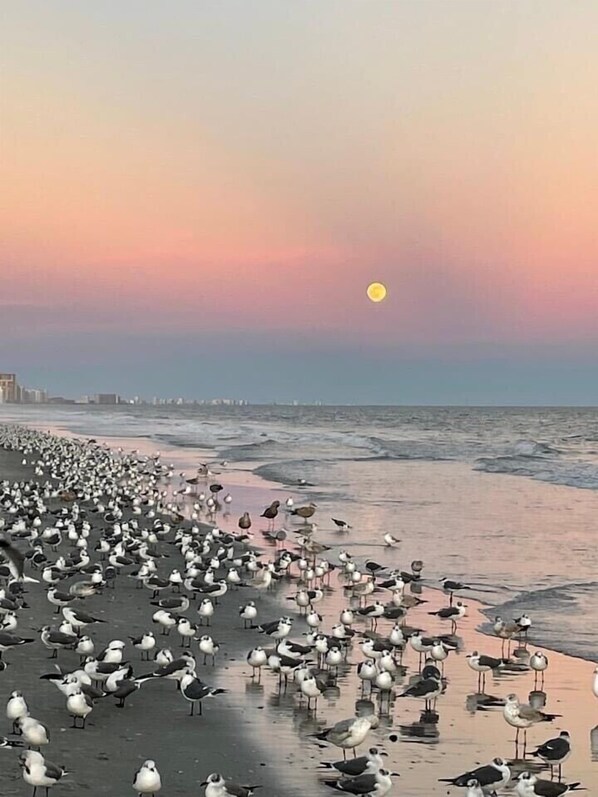 Playa en los alrededores, camastros y toallas de playa
