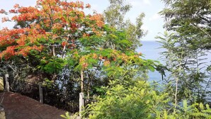 A coastal pathway with a metal fence, surrounded by lush greenery and a view of the sea.