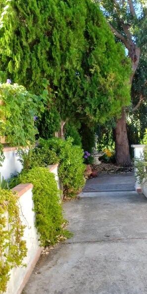 Stroll through the tranquil garden, surrounded by lush greenery and a majestic tree.
