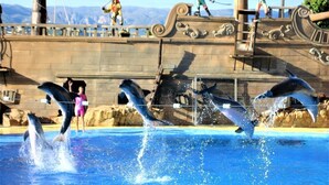 Dolphins performing in a pool with a wooden deck and a railing in the background. - Costa Blanca - Villa with sea views, A/C, WiFi and pool heating in an exclusive location (Monte Pego, Alicante)