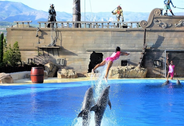 Una presentación de delfines con un entrenador en traje de baño rosa, una plataforma de madera y un telón de fondo rocoso.