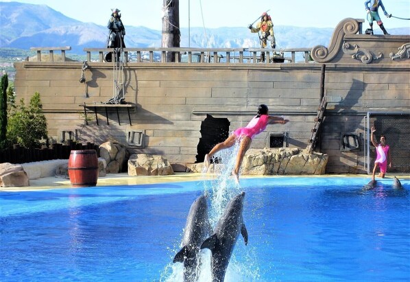 A dolphin performance with a trainer in a pink swimsuit, a wooden deck, and a rocky backdrop.