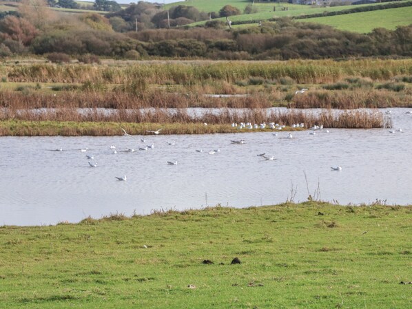 A river with birds and a grassy bank.
