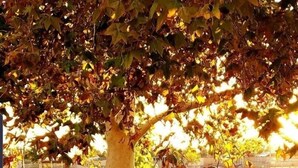 A tree with roots extending into a body of water, surrounded by grass and a fence in the background. - 206 Fully Furnished 1BR Suite-Prime Location! by RedAwning (Scottsdale)