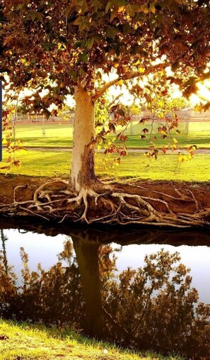 Apartamento, 1 habitación | Jardines del alojamiento