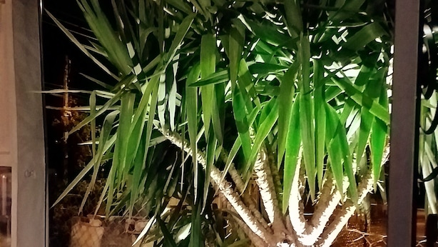 A well-lit outdoor area with a tree and various plants, possibly a garden or courtyard.