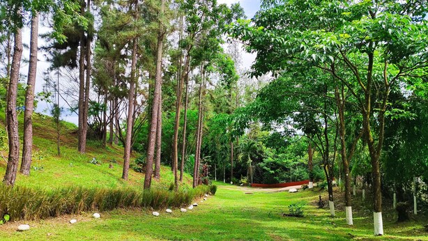 A forested area with tall trees and a grassy path. - Hostal Las Catalinas Ecológicas (El Valle de Anton)
