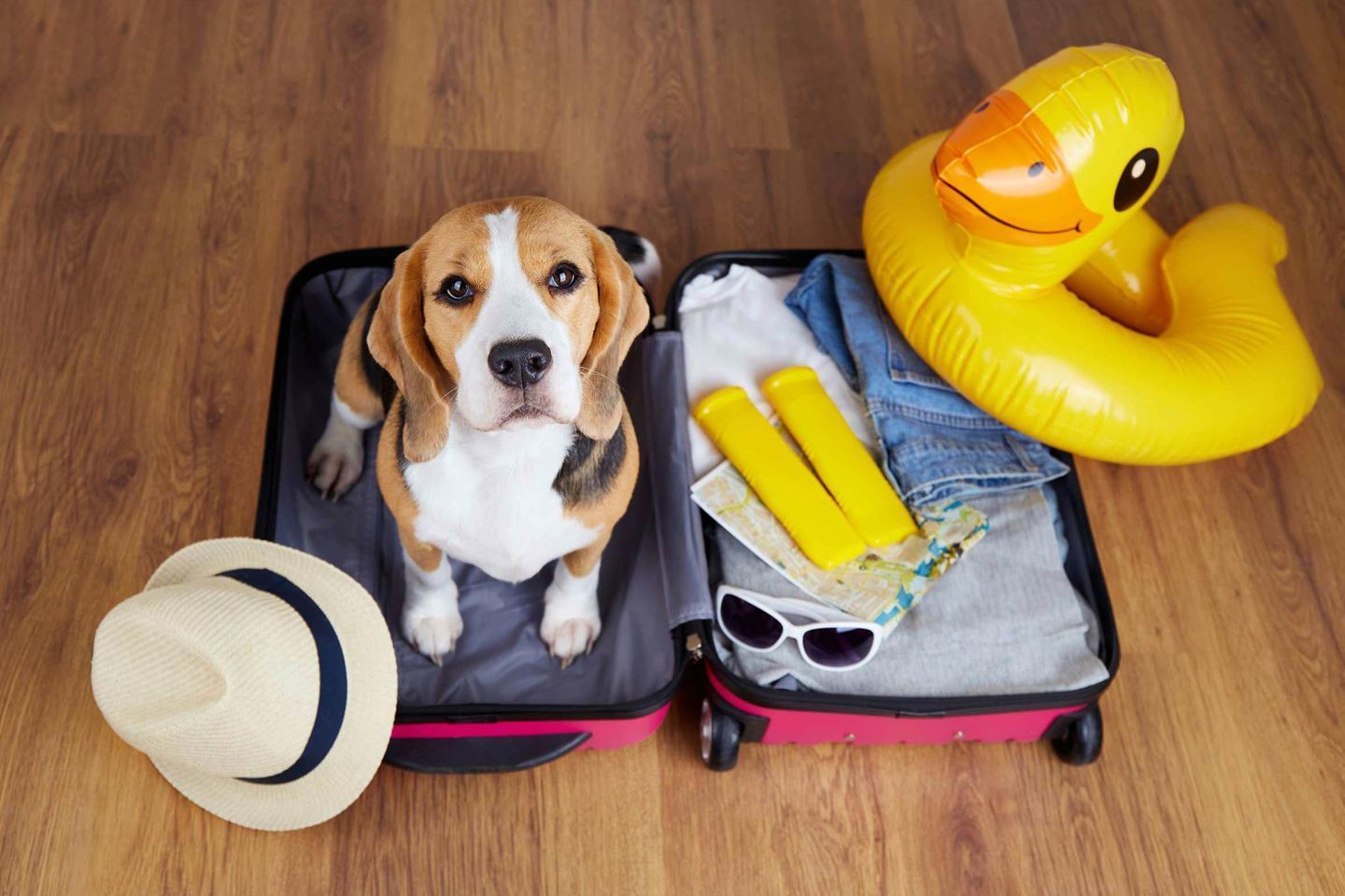 En beaglehund som sitter i en öppen resväska, en gul uppblåsbar anka, ett par solglasögon och en hatt.