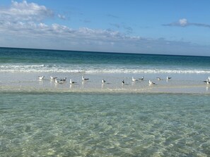 A beach with clear water and birds on the shore. - Tran- Quility beach house (Rosemary Beach)