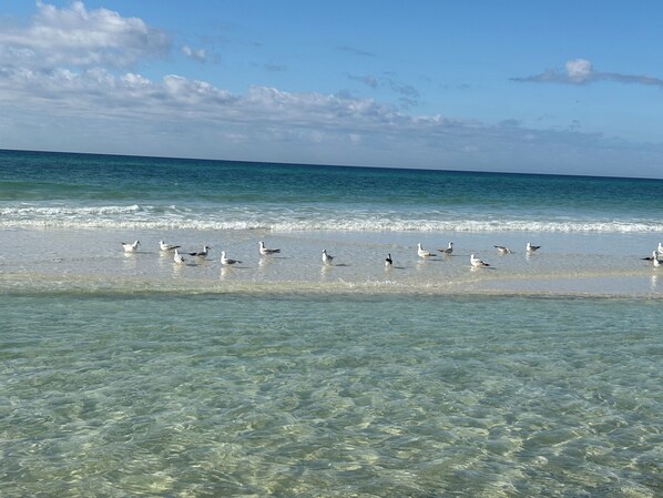 Ein Strand mit klarem Wasser und Vögeln am Ufer.