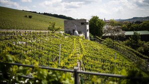 Un vignoble avec des rangées de vignes, un bâtiment surmonté d’un dôme et une colline en arrière-plan.
