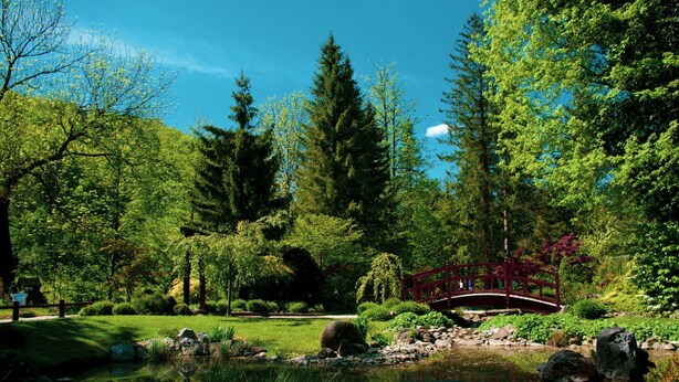 Een rustige tuin met een vijver, een houten brug en weelderige begroeiing.
