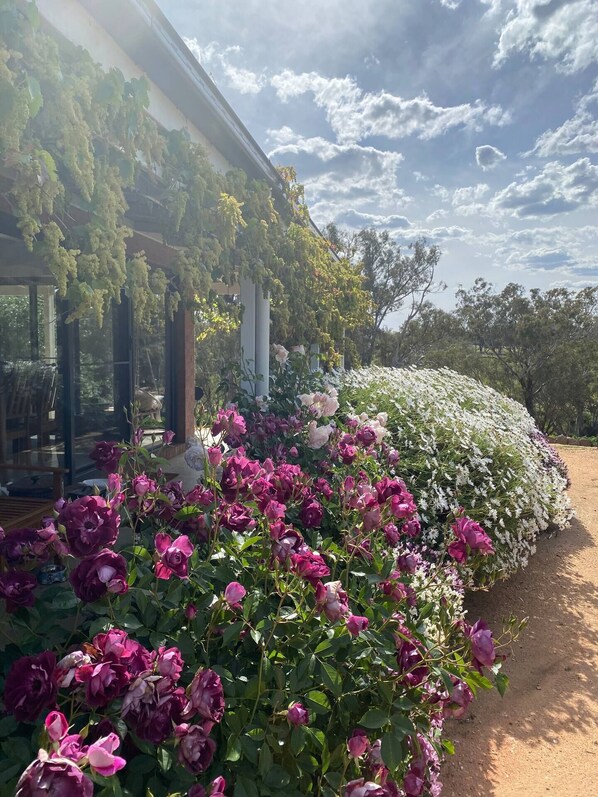 A garden with a pergola covered in grapevines, a variety of flowers including pink roses and white daisies, and a dirt path.