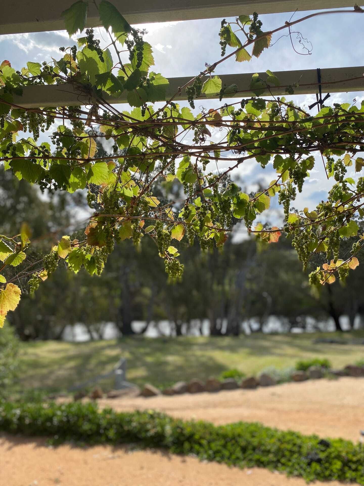 Un vignoble où les vignes sont soutenues par une structure en treillis.