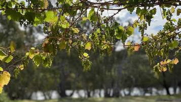 Un vignoble où les vignes sont soutenues par une structure en treillis.
