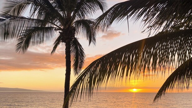 A beach scene with palm trees, people, and the ocean at sunset.