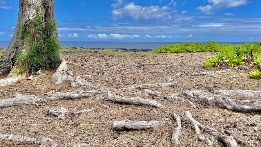 Hale Honu 2 Bedroom Home by RedAwning