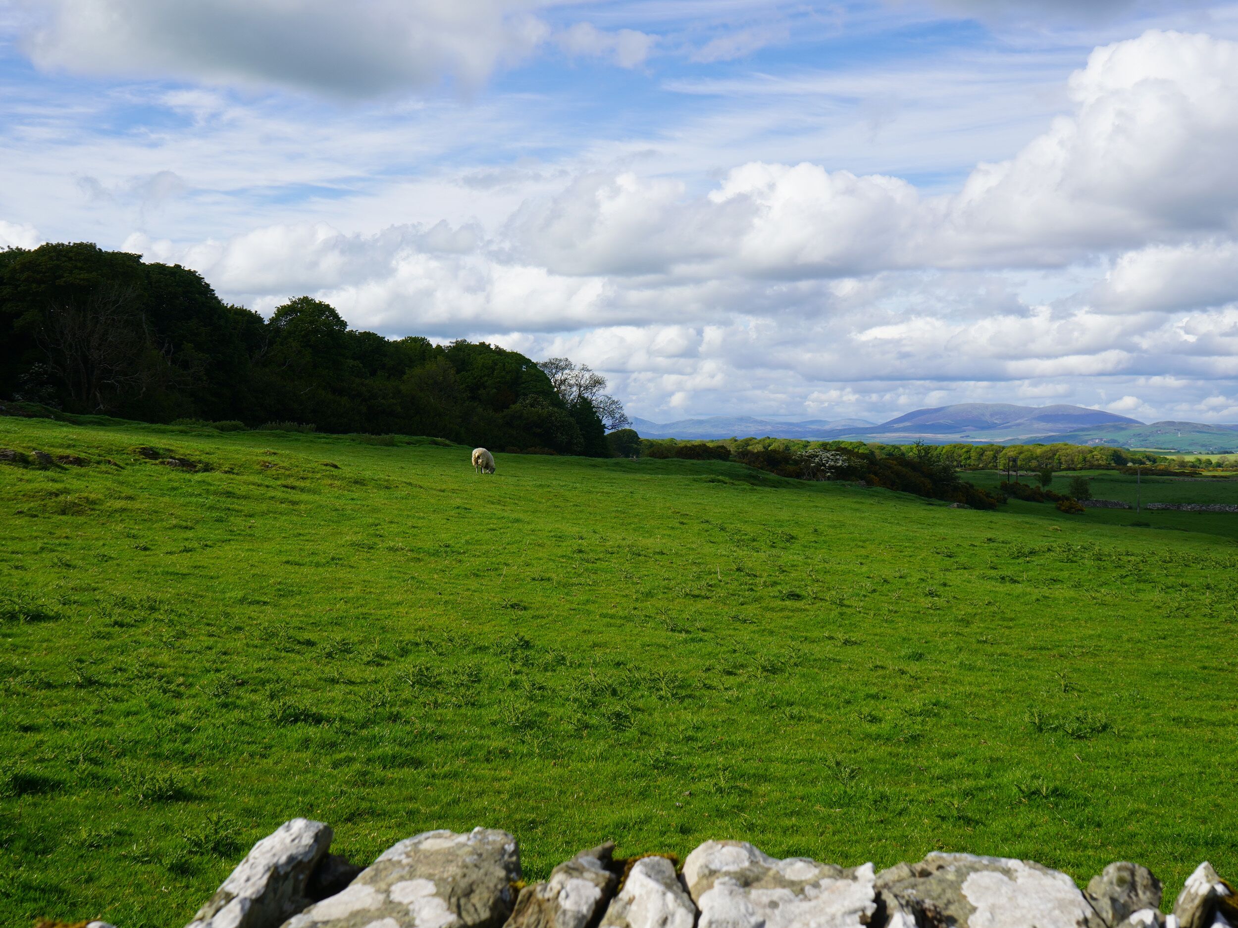 Un campo verde con un muro de piedra al frente y una oveja pastando a lo lejos.
