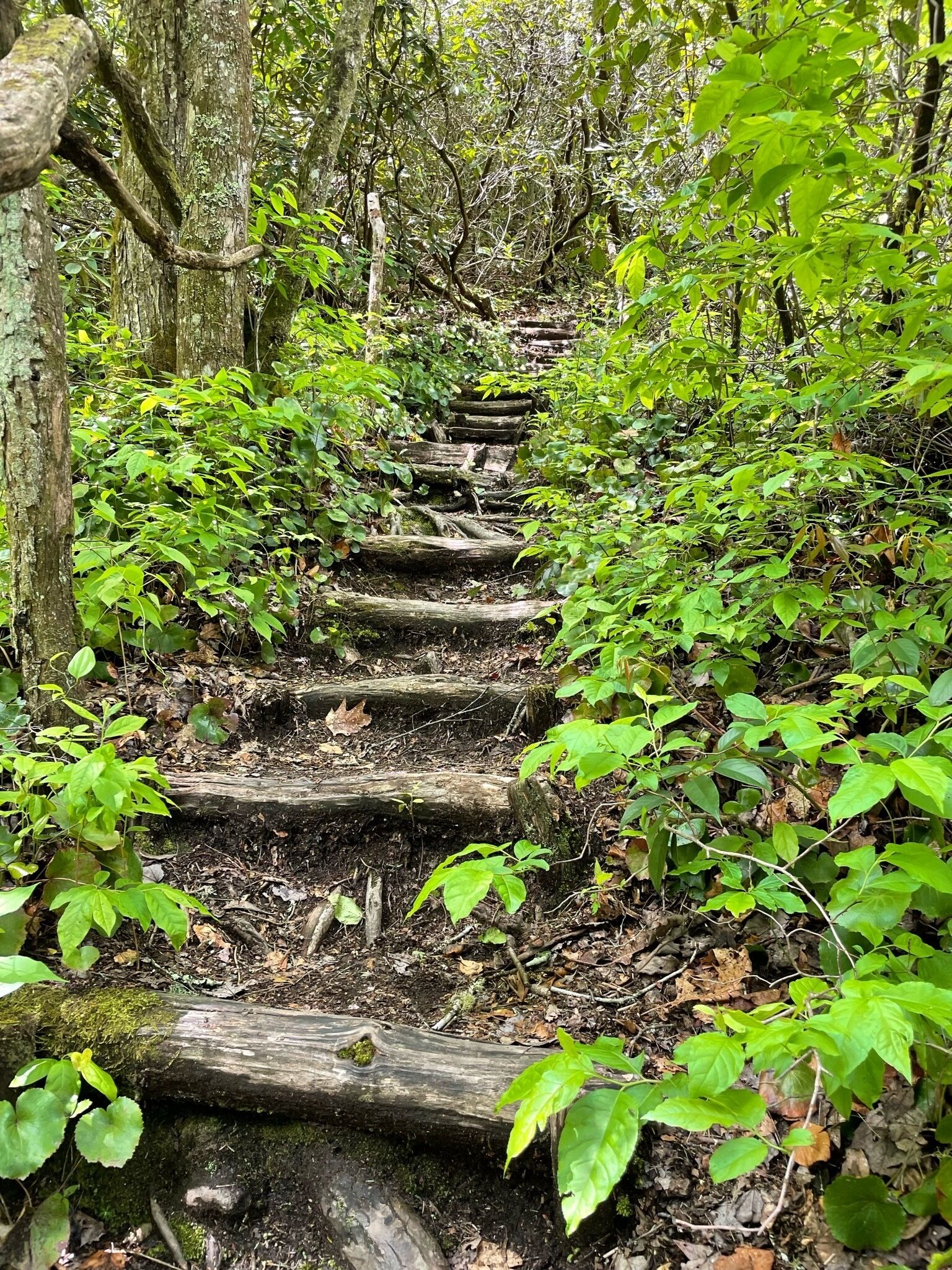 Uma escadaria de madeira cercada por vegetação verde exuberante em uma área florestal.