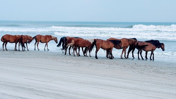 A beach with horses standing in the water. - Clean and inviting Canal Front Cottage (Kill Devil Hills)