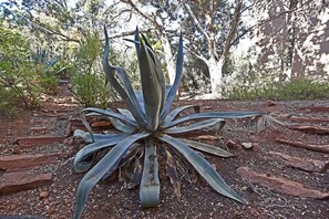 Uma grande planta de agave numa área rochosa ao ar livre, com árvores ao fundo.