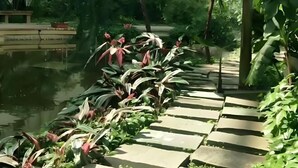 Ein Kiesweg schlängelt sich durch einen üppigen Garten mit Teich und verschiedenen Pflanzen.