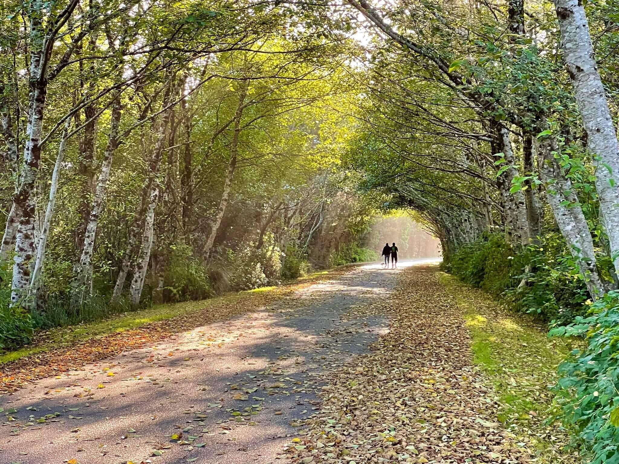 Un sentier bordé d’arbres, sur lequel on voit une personne s’éloigner de la caméra.