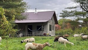 Une grange rustique avec un toit en métal, entourée d’un pré clôturé où paissent des moutons.