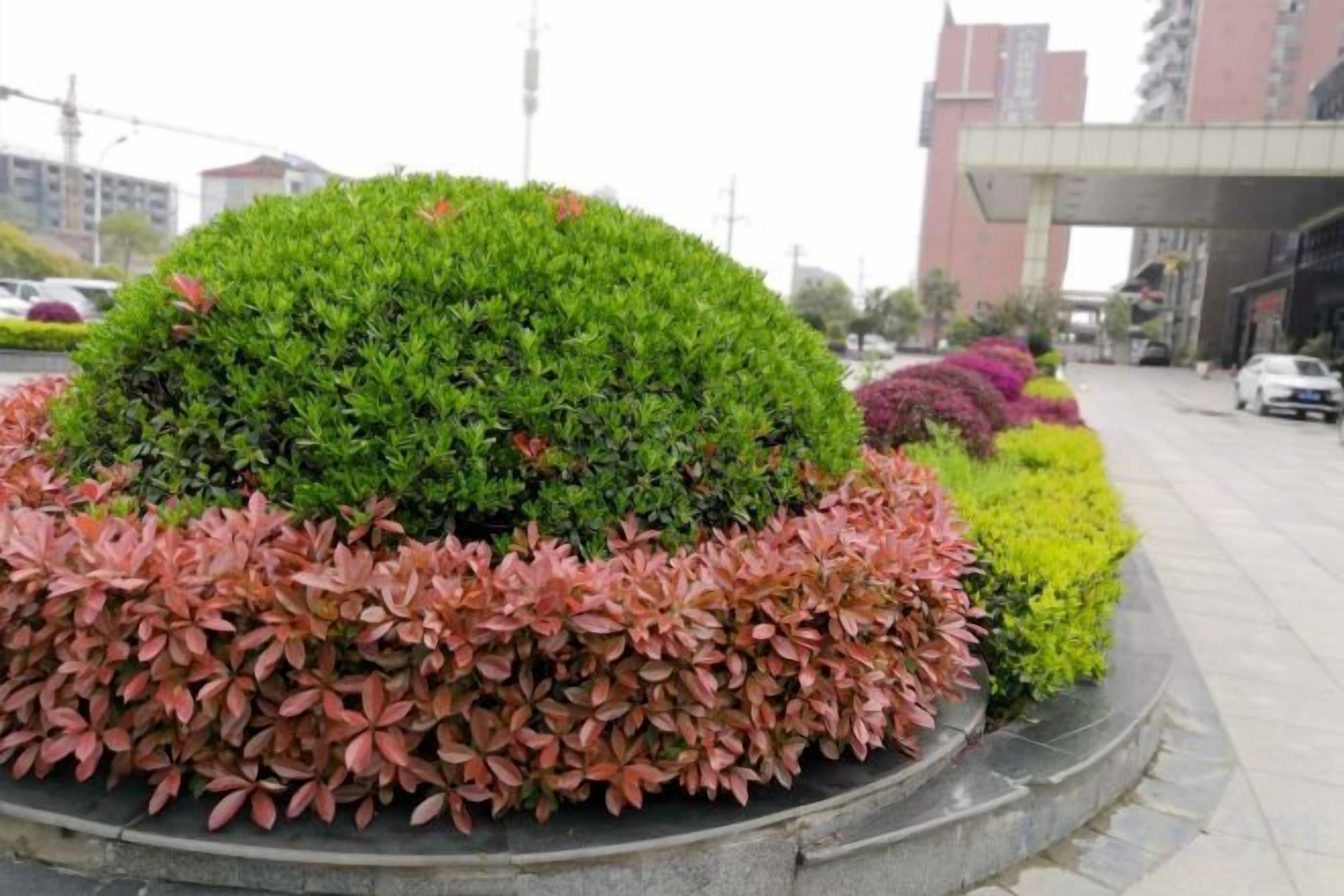 A landscaped area with a circular garden bed featuring a variety of shrubs and a central bush.