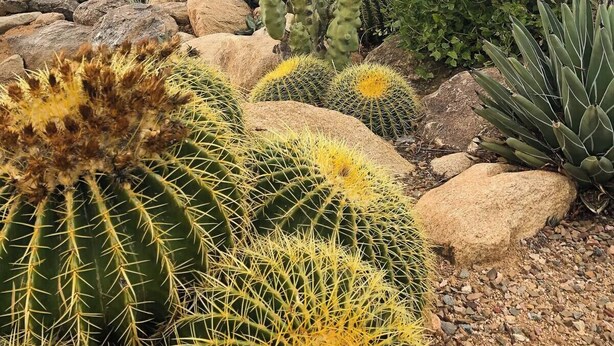 A desert garden with various cacti and succulents. - Songbirds N Serenity (Oro Valley)