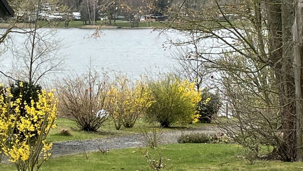 Une vue sur le lac, avec une zone herbeuse, un sentier en pierre et un arbre aux fleurs jaunes.