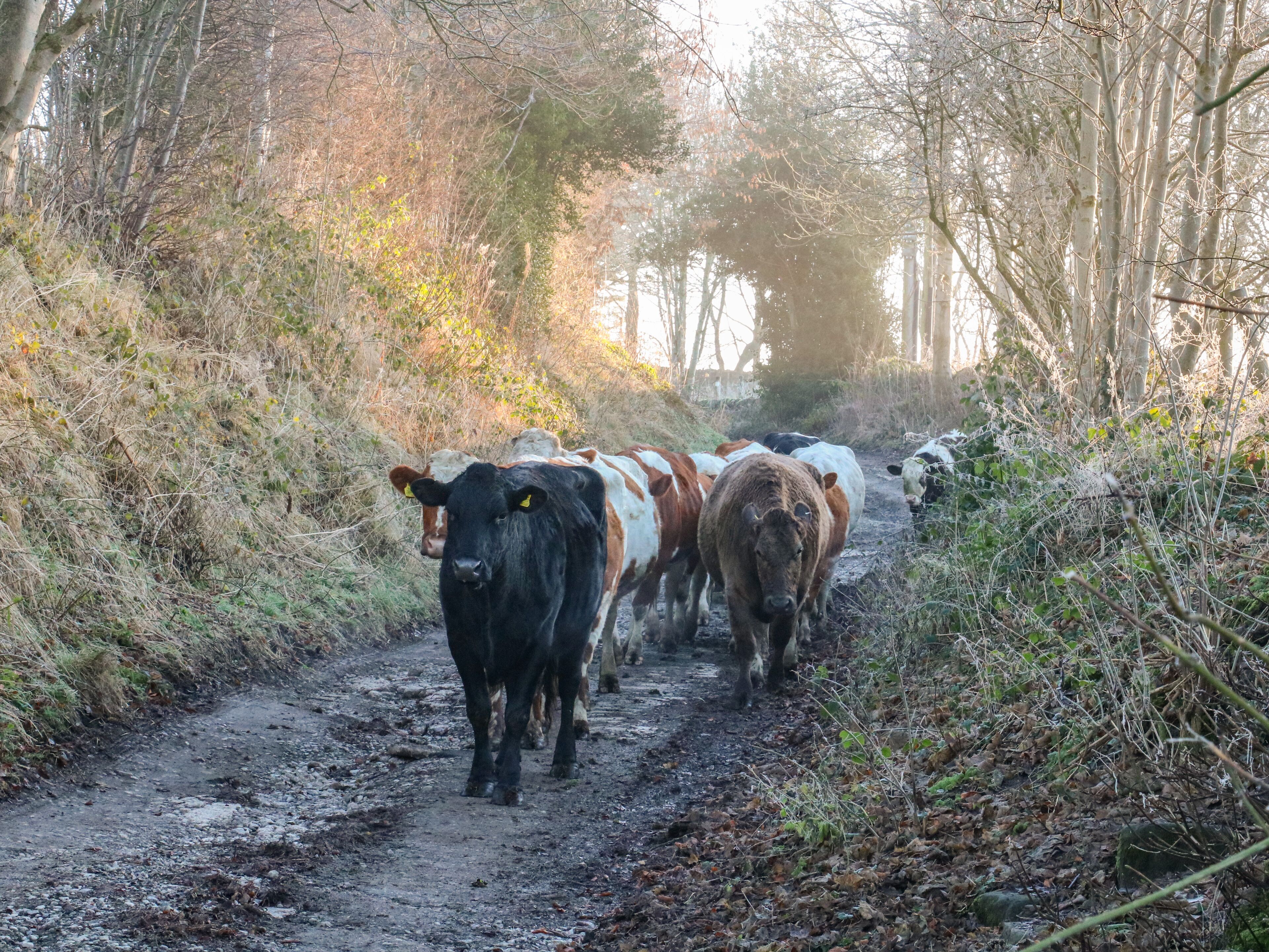 Ein Feldweg mit Kühen.