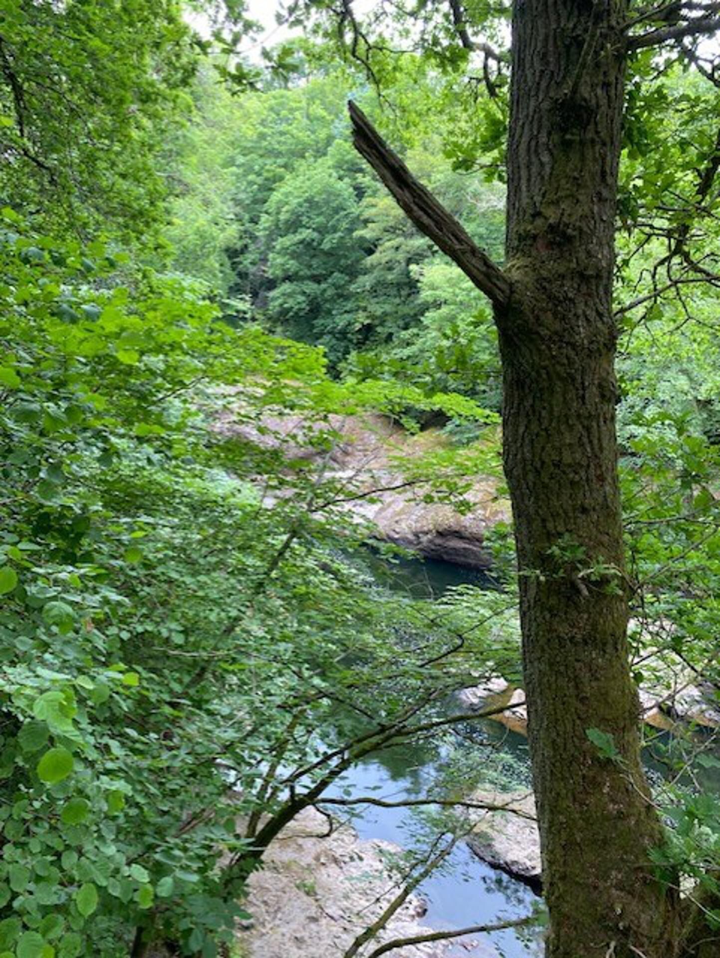 A natural landscape with a river, dense foliage, and a prominent tree trunk.
