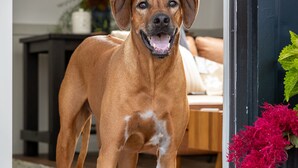 A dog standing at a door entrance with a wooden floor and a mat with paw prints. - the Alander (Copake)