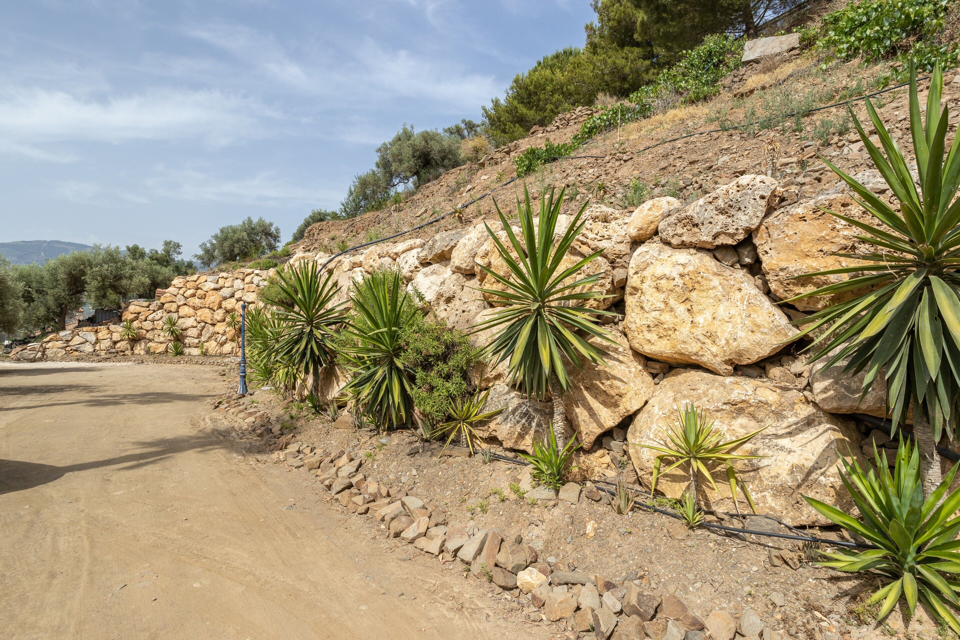 Un camino de tierra con un muro de piedra y plantas de agave.