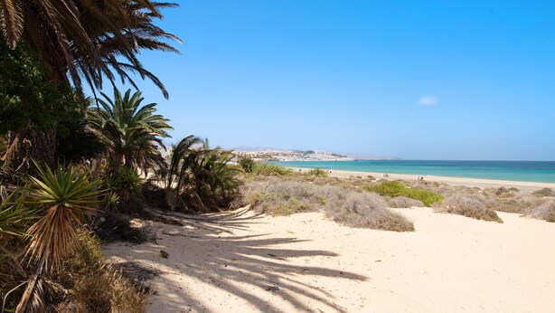 A sandy beach with palm trees and a clear blue sky. - Vacation Home "Casa Alexis" with Wi-Fi, Terrace & Garden (La lajita)