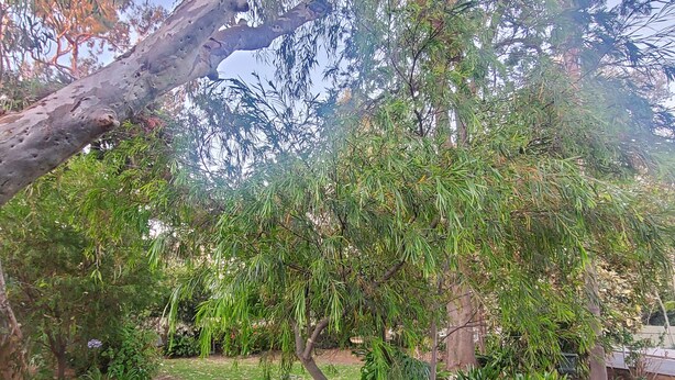 Een tuin met diverse bomen en planten, een geplaveid pad en een klein vijvertje.