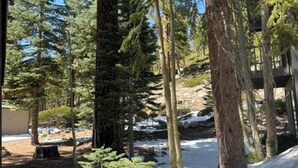 Una zona boscosa con alberi alti, un piccolo corso d'acqua e un edificio sullo sfondo.