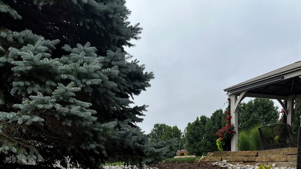 Un jardín ajardinado con diversas plantas y un camino de piedra.