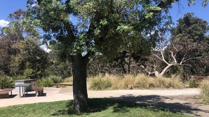 Un parque con un árbol grande, mesas de picnic, un pequeño refugio y un banco.