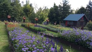 A garden with rows of purple flowers and a wooden cabin with a green roof.