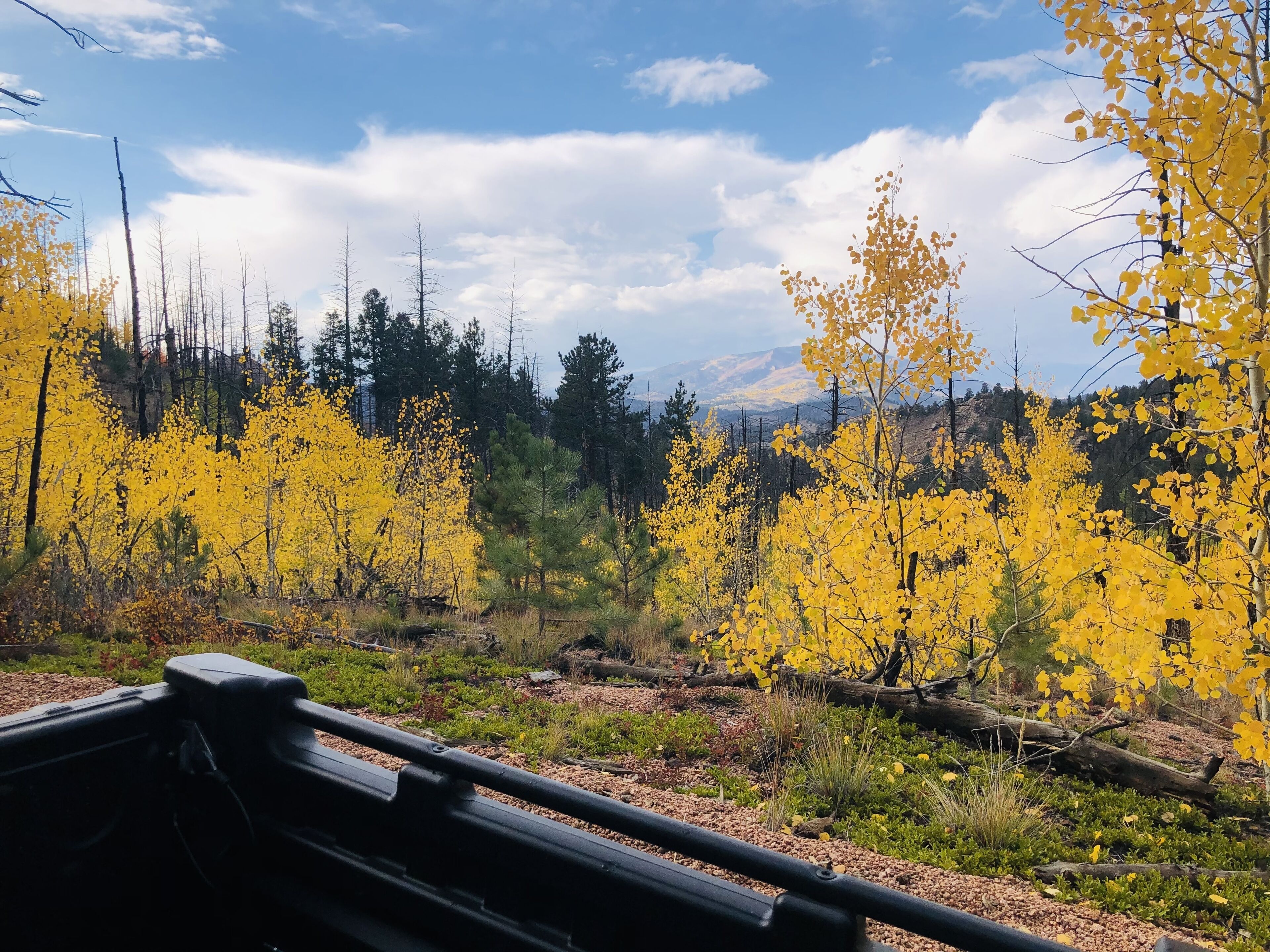 Une vue pittoresque d’une forêt aux feuillages jaunes, avec une montagne en arrière-plan.