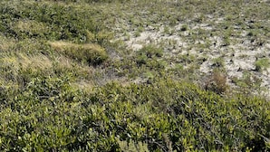 Un paisaje costero con vegetación escasa y cielo despejado.