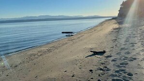 Nær stranden, solsenger og strandhåndklær
