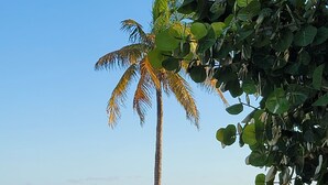 Une scène de plage avec un palmier, un canoë et une chaise longue.