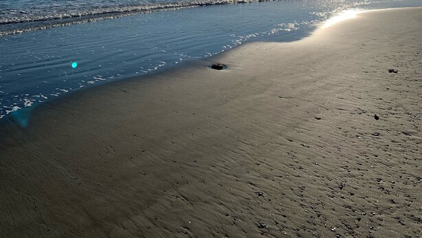 Una playa con cielo despejado y luz del sol reflejándose en el agua.