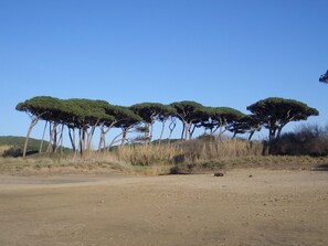 Un chemin de terre, avec une végétation clairsemée et quelques arbres.