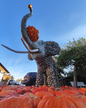Eine Elefanten Skulptur aus Kürbissen, umgeben von einem Kürbisfeld.