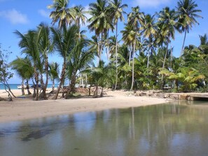 Een strand met palmbomen en een rustig waterlichaam.