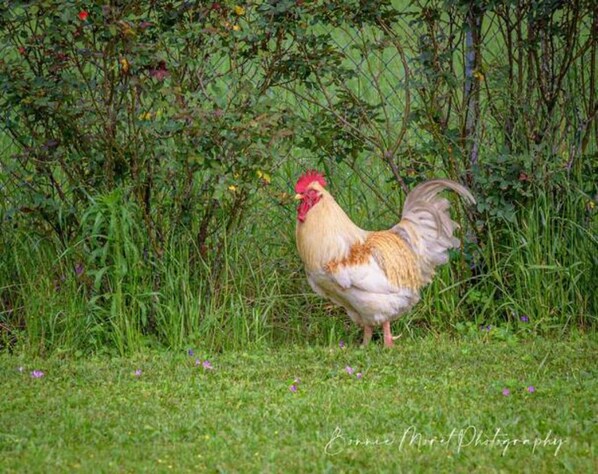 A rooster standing in a grassy area with dense vegetation in the background.